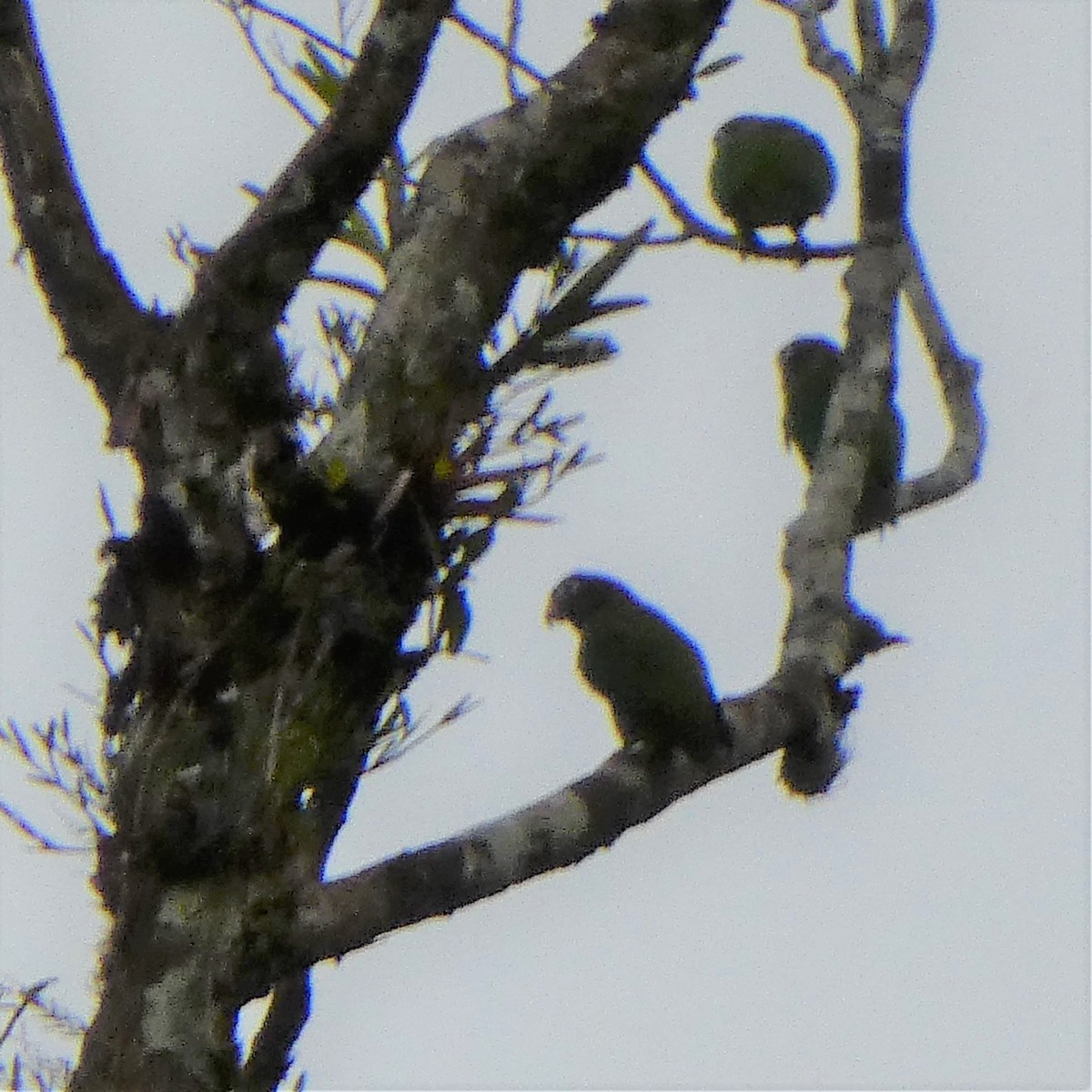 Brown-hooded Parrot - Doug Kibbe