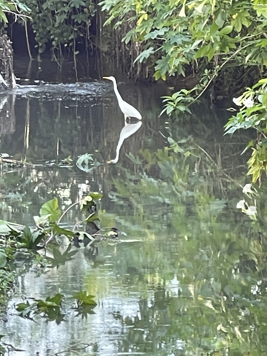 Great Egret - ML357874991