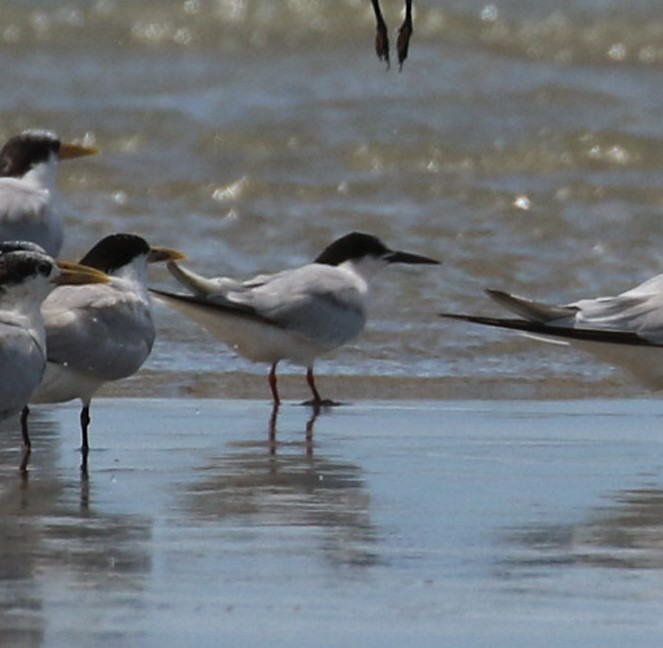 Common Tern - ML357875061