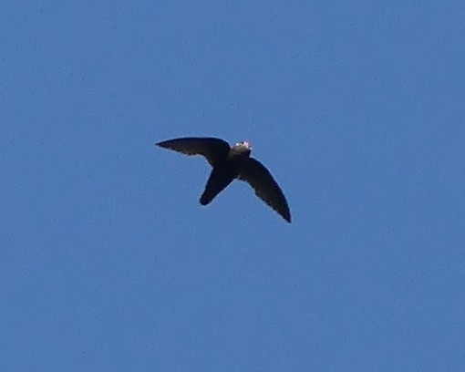 Spot-fronted Swift - Femi Faminu