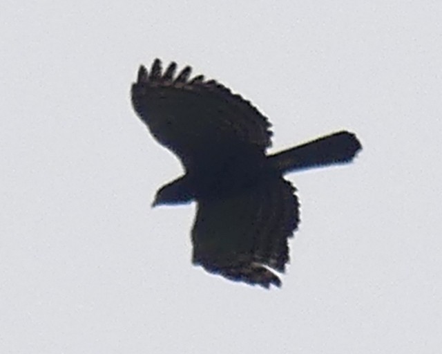 Gray-headed Kite - Femi Faminu