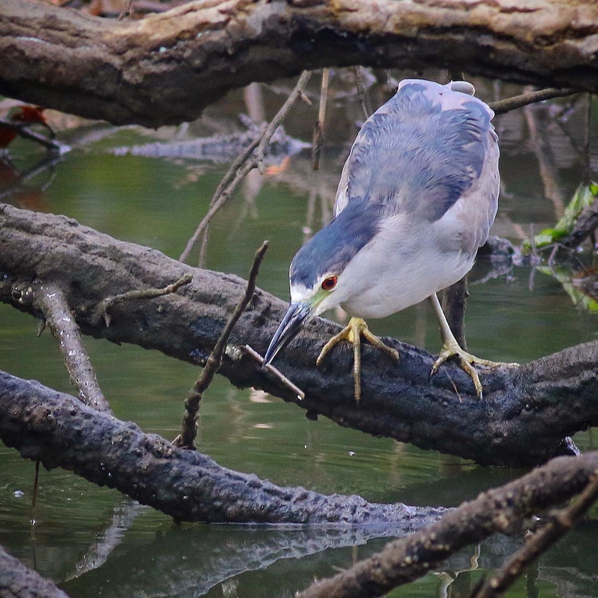 Black-crowned Night Heron - ML357877031