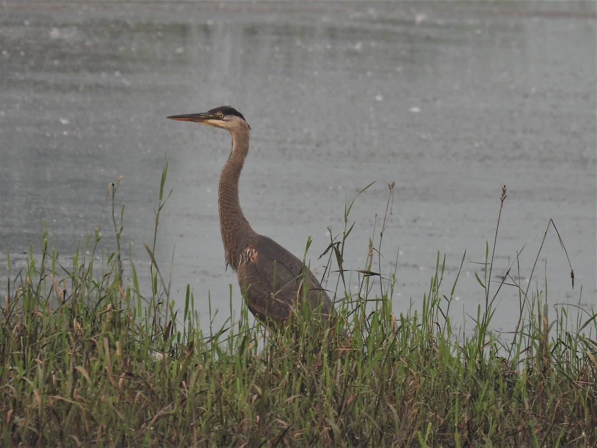 Great Blue Heron - ML357879651