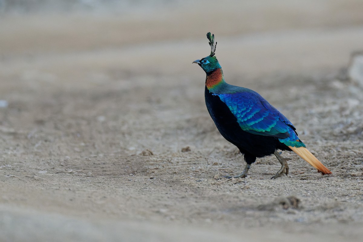 Himalayan Monal - ML357879751