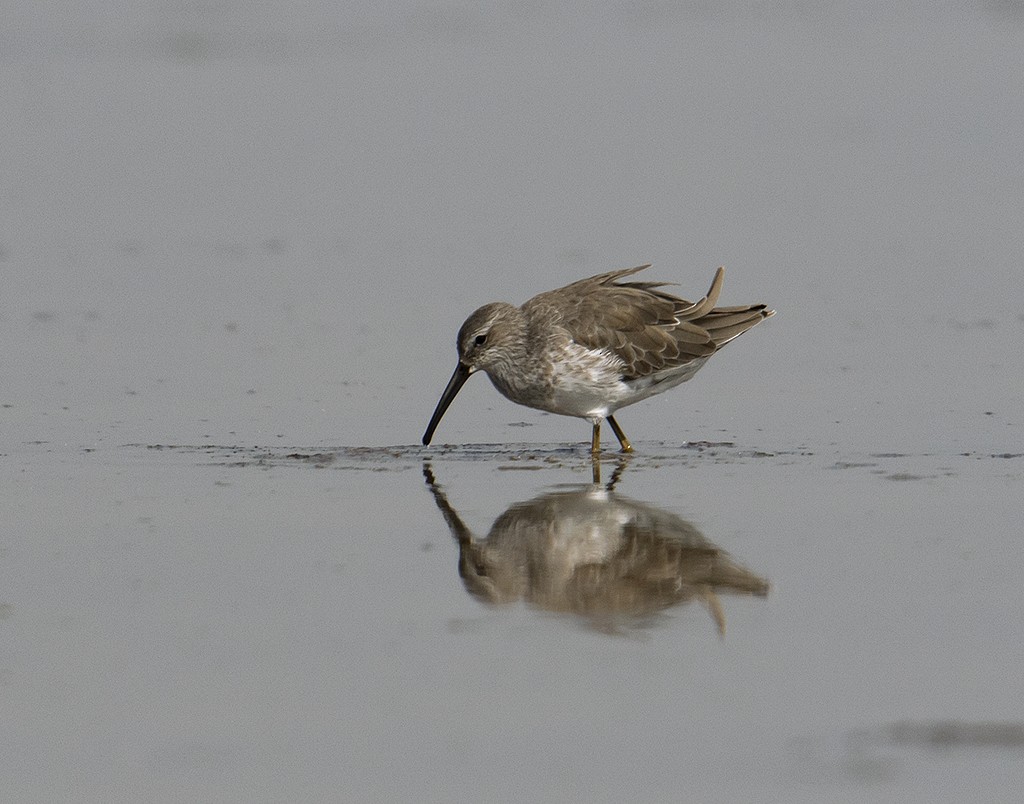 Stilt Sandpiper - ML357879851