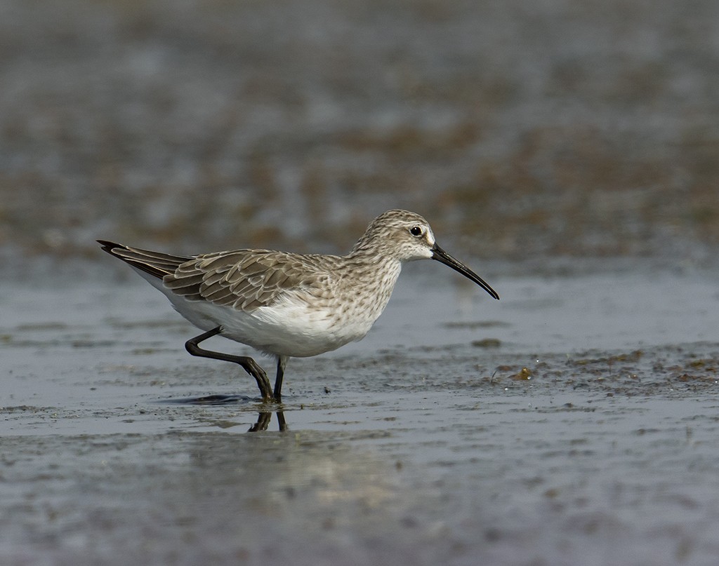 Curlew Sandpiper - ML357879951