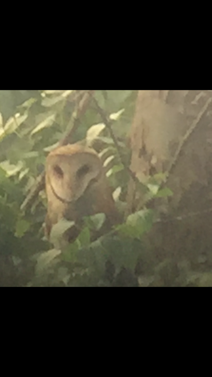 sova americká - ML357880501