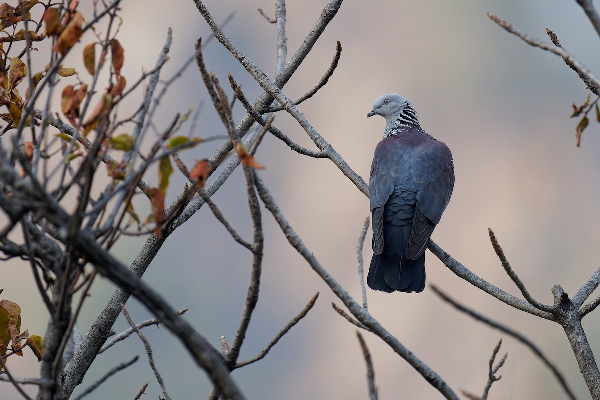 Speckled Wood-Pigeon - ML357880921