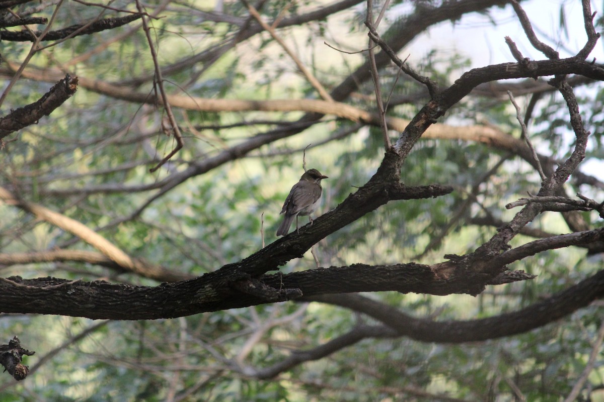 Pale-breasted Thrush - ML357881021