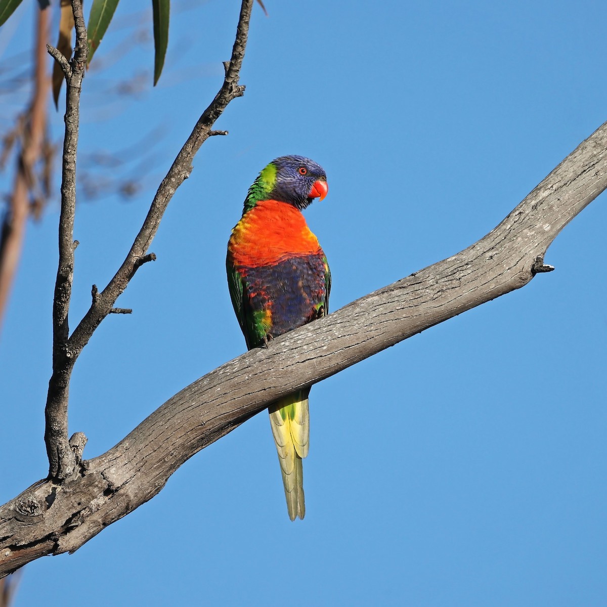 Rainbow Lorikeet - ML357881381