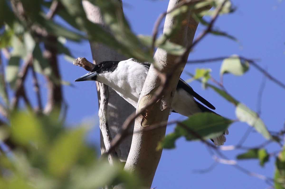 Black-backed Butcherbird - Richard Fuller