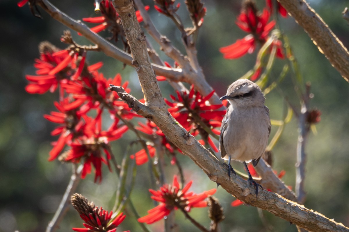 Chalk-browed Mockingbird - ML357882071