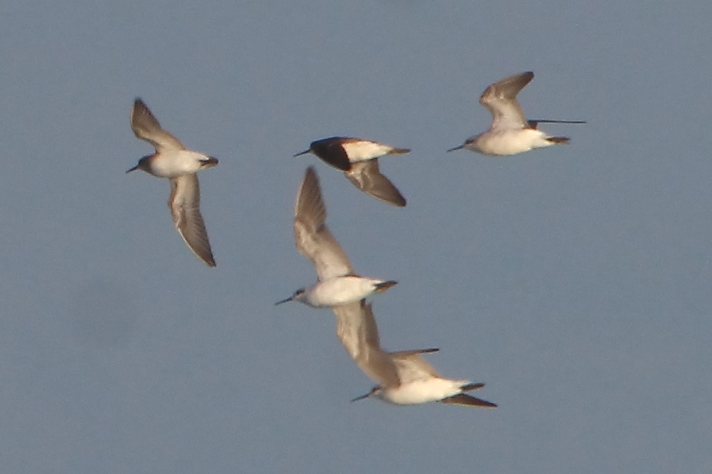 Wilson's Phalarope - ML357882811