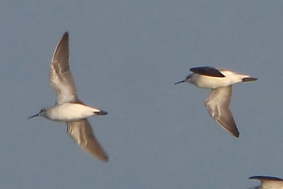 Wilson's Phalarope - ML357882821