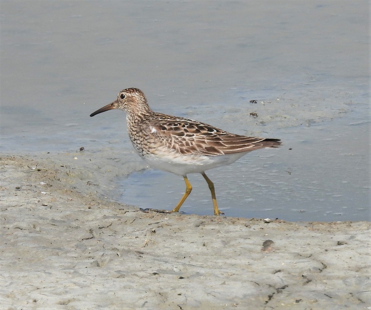 Graubrust-Strandläufer - ML357883321