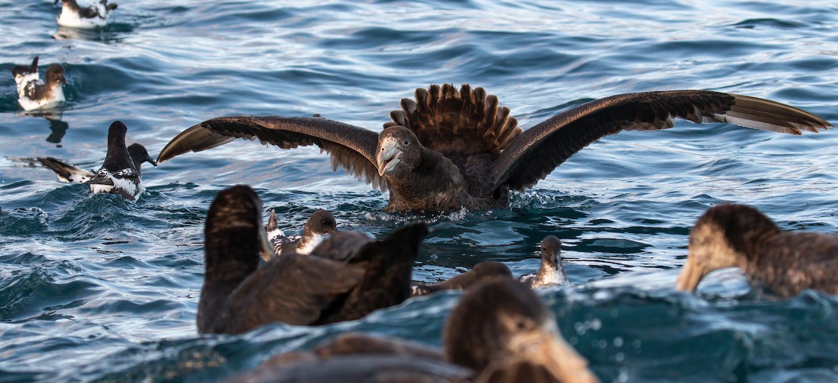 Northern Giant-Petrel - ML357883951