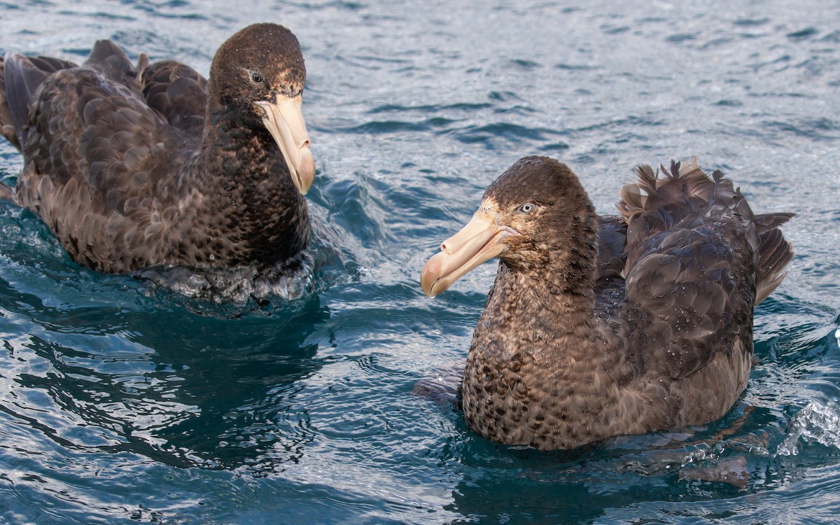 Northern Giant-Petrel - ML357883991
