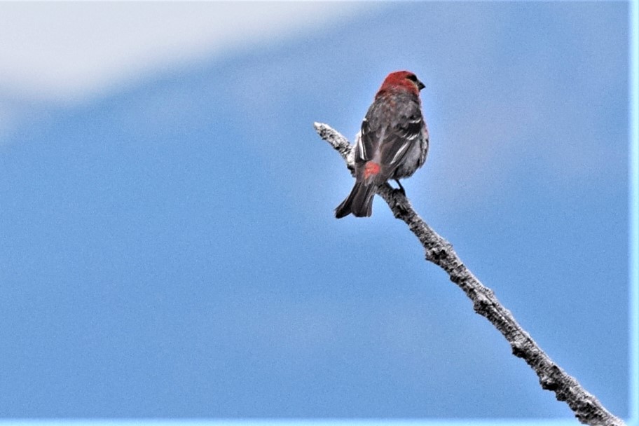 konglebit - ML357884271