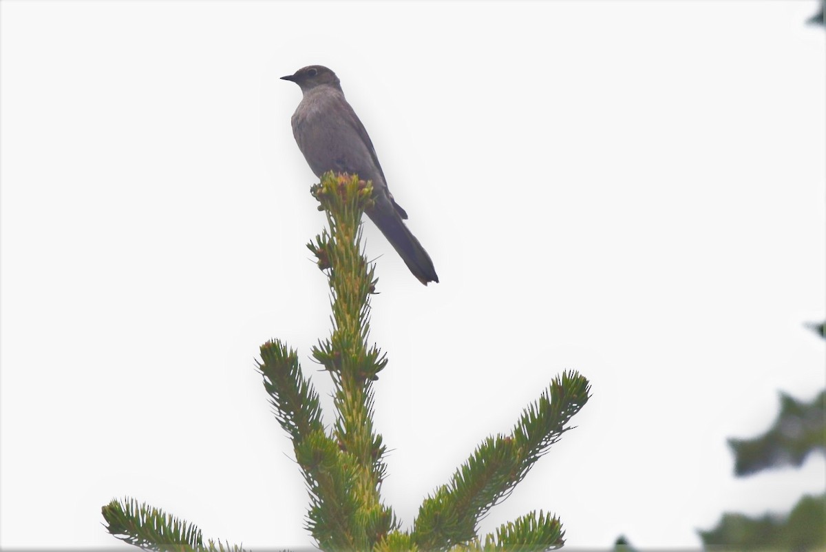 gråsolitærtrost - ML357884331