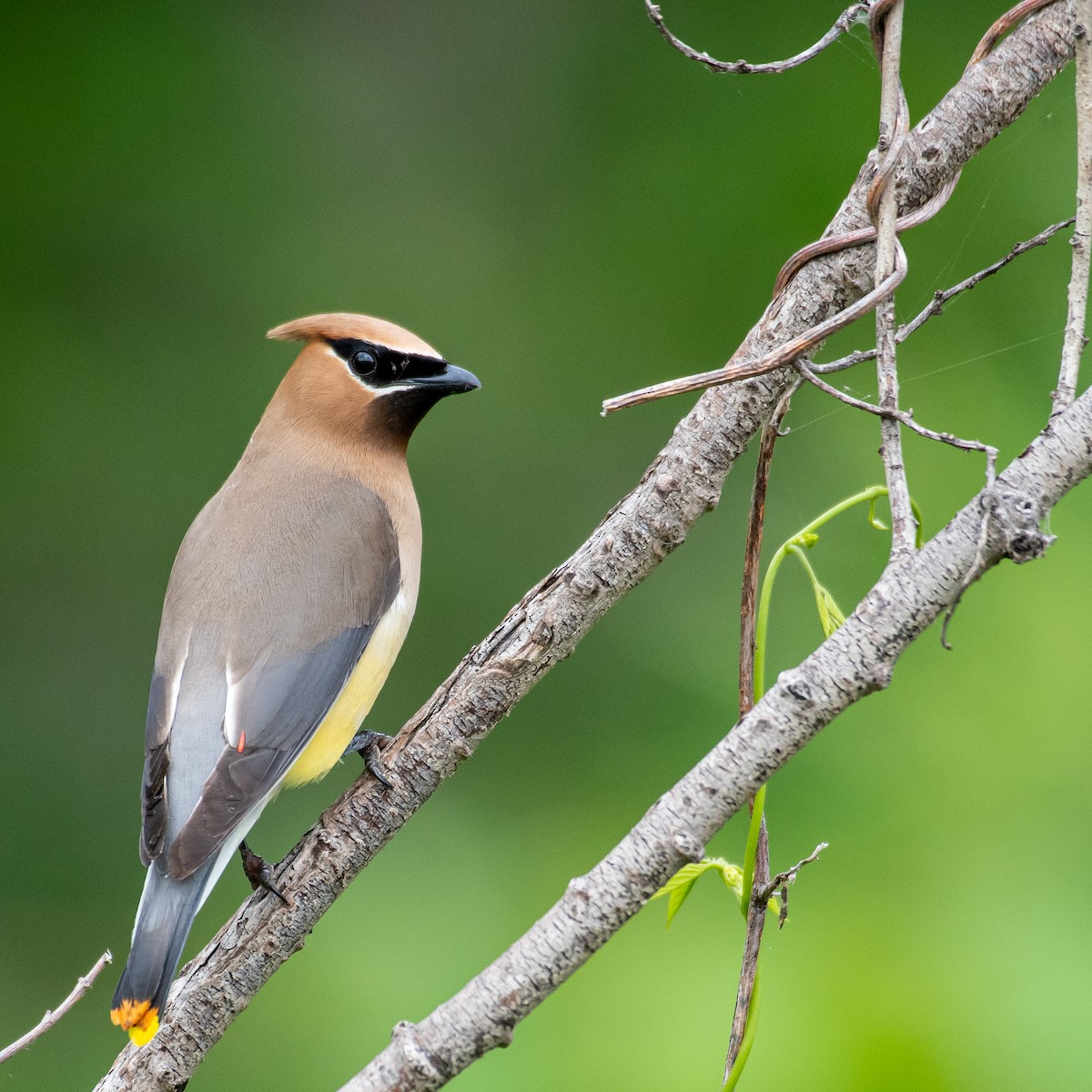 Cedar Waxwing - Christine Pelletier et (Claude St-Pierre , photos)