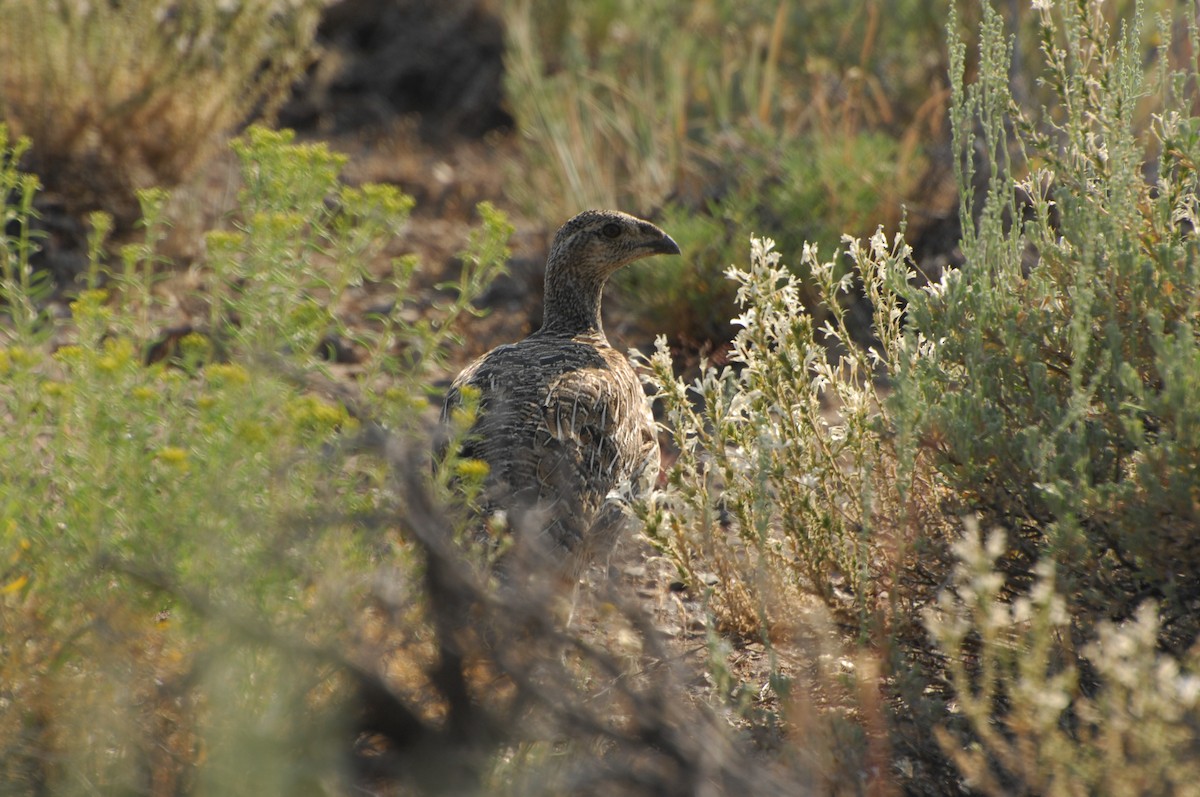 Greater Sage-Grouse - Deborah House