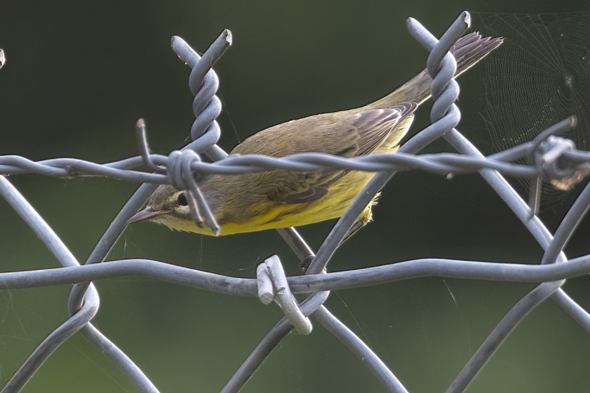 Prairie Warbler - ML357888931