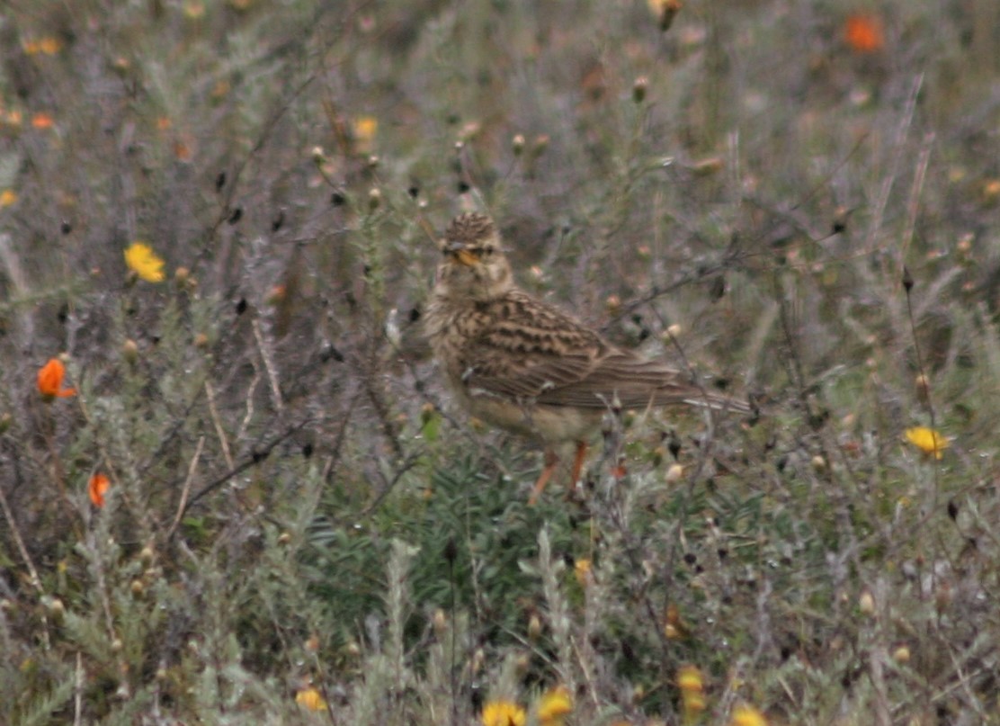 Large-billed Lark - ML357890011