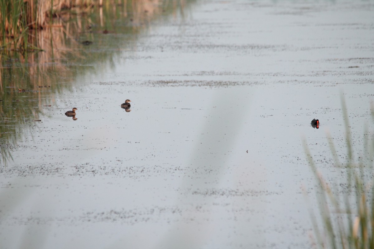 Pied-billed Grebe - Mark Benson