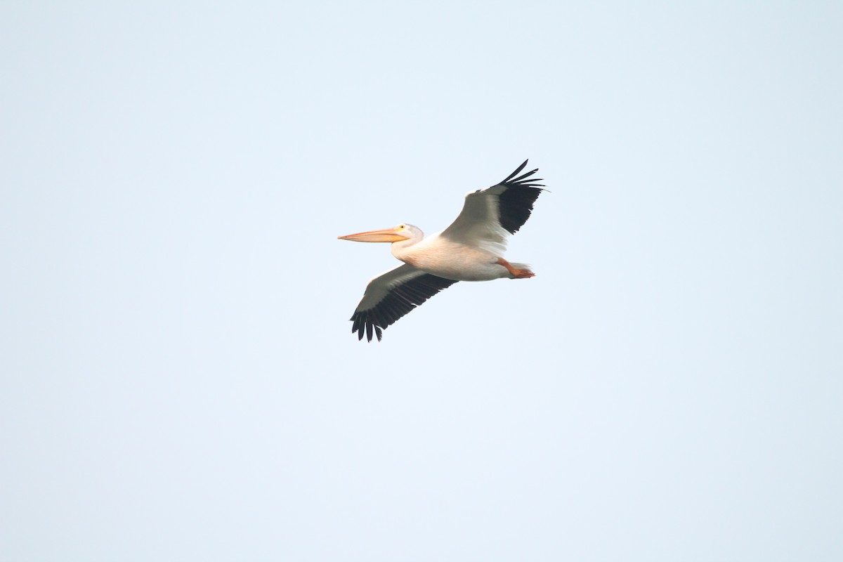 pelikán severoamerický - ML35789141