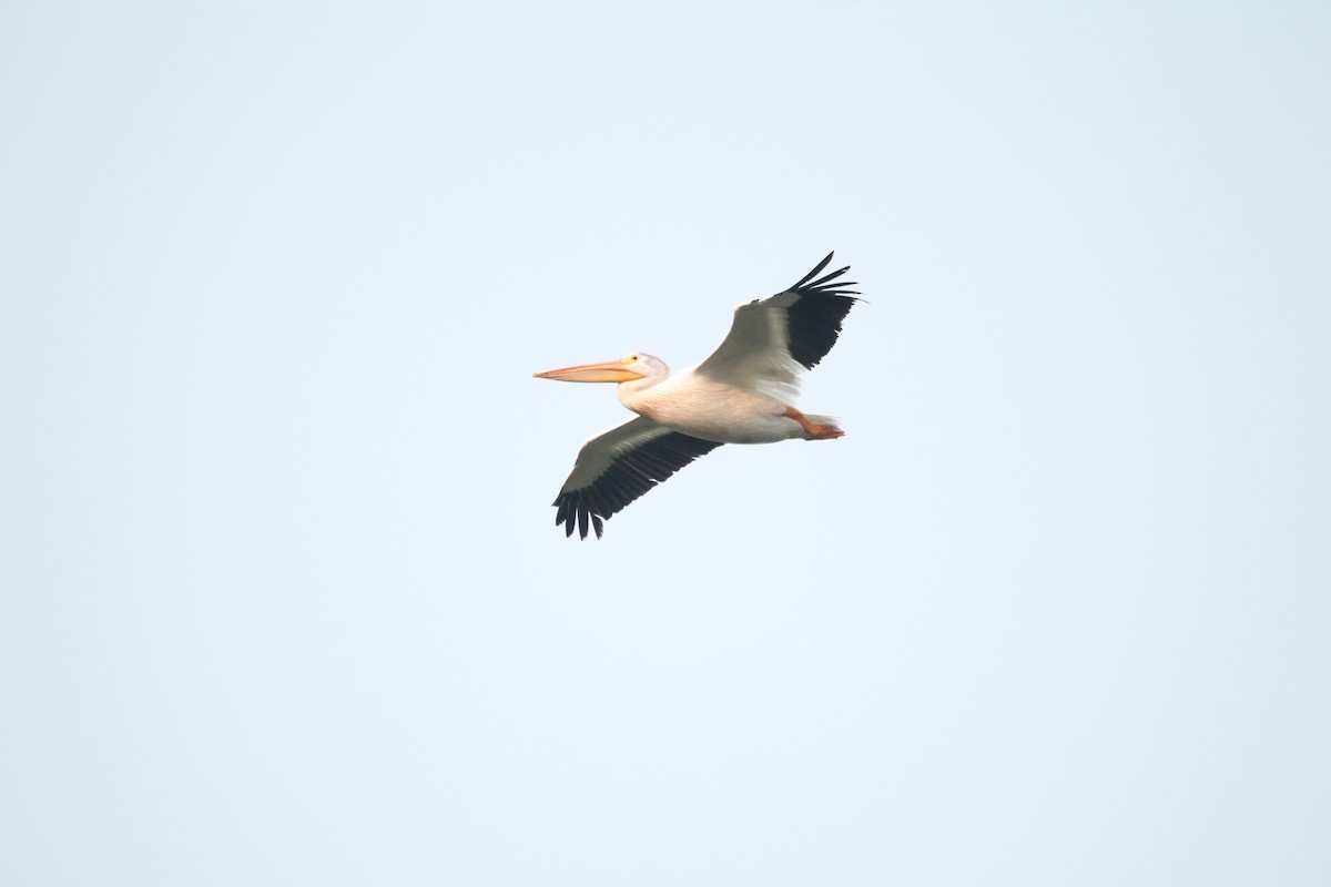 American White Pelican - ML35789141