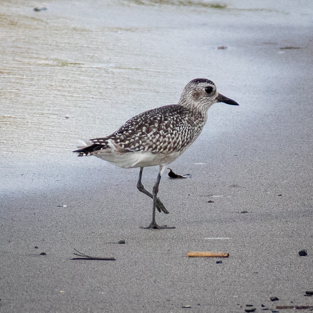 Black-bellied Plover - Sean Sparrow