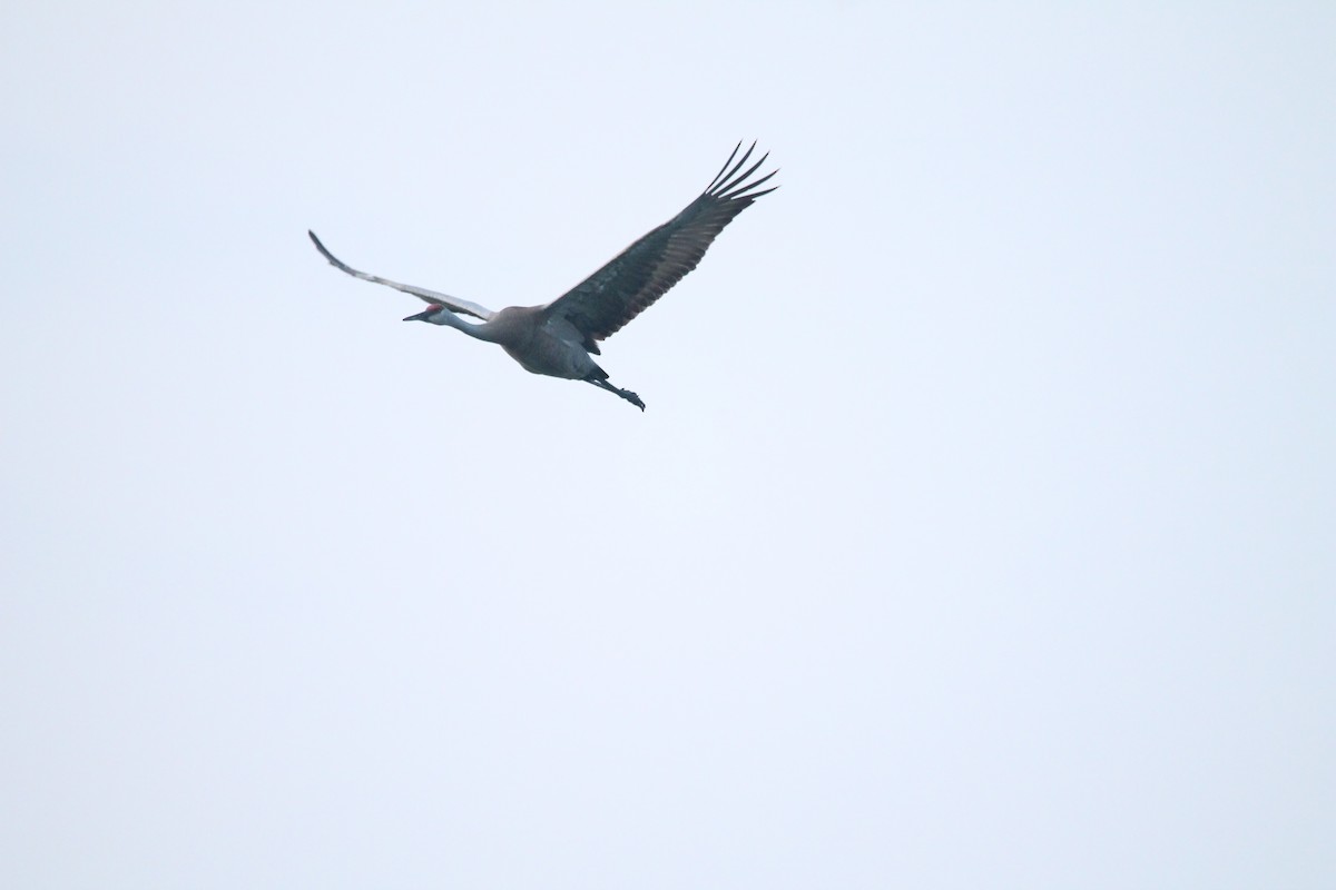 Sandhill Crane - ML35789371