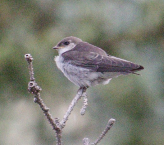 Bank Swallow - ML357893771