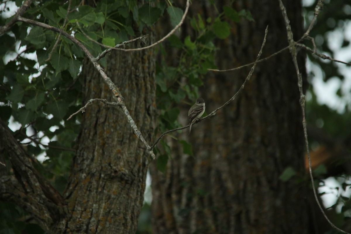 Least Flycatcher - ML35789421