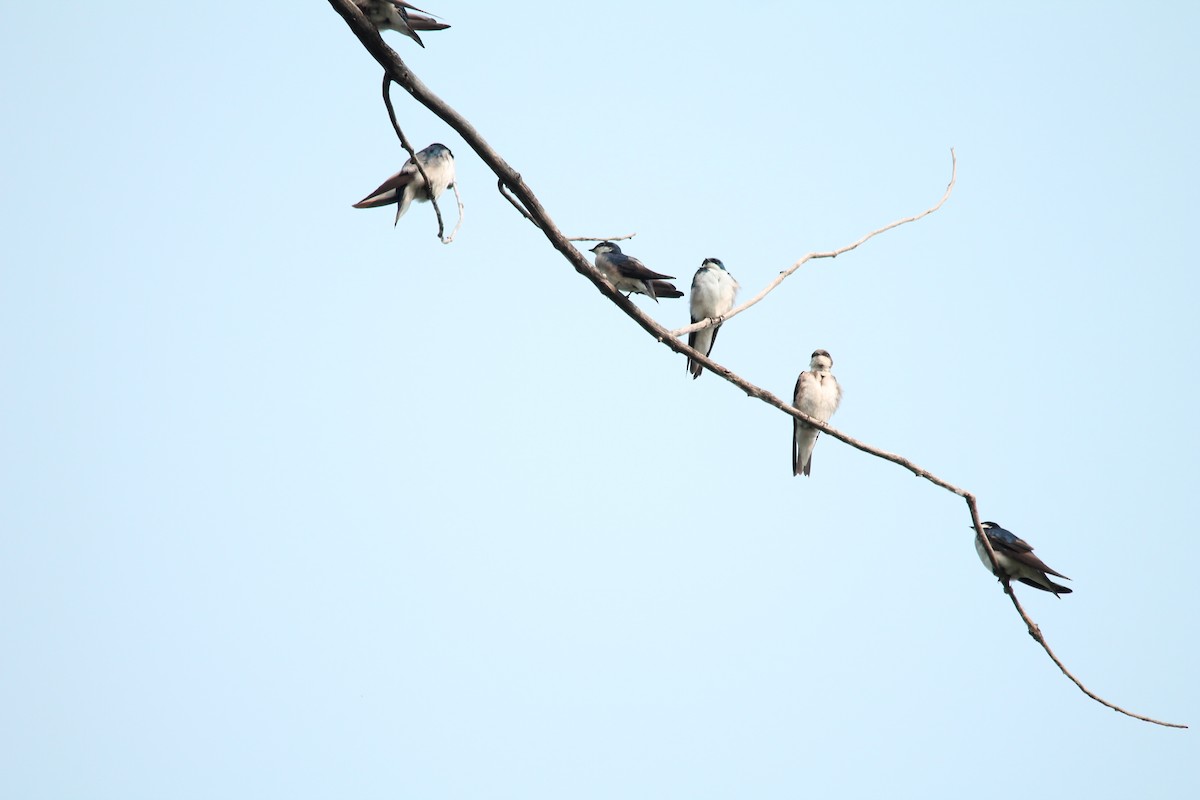 Golondrina Bicolor - ML35789441