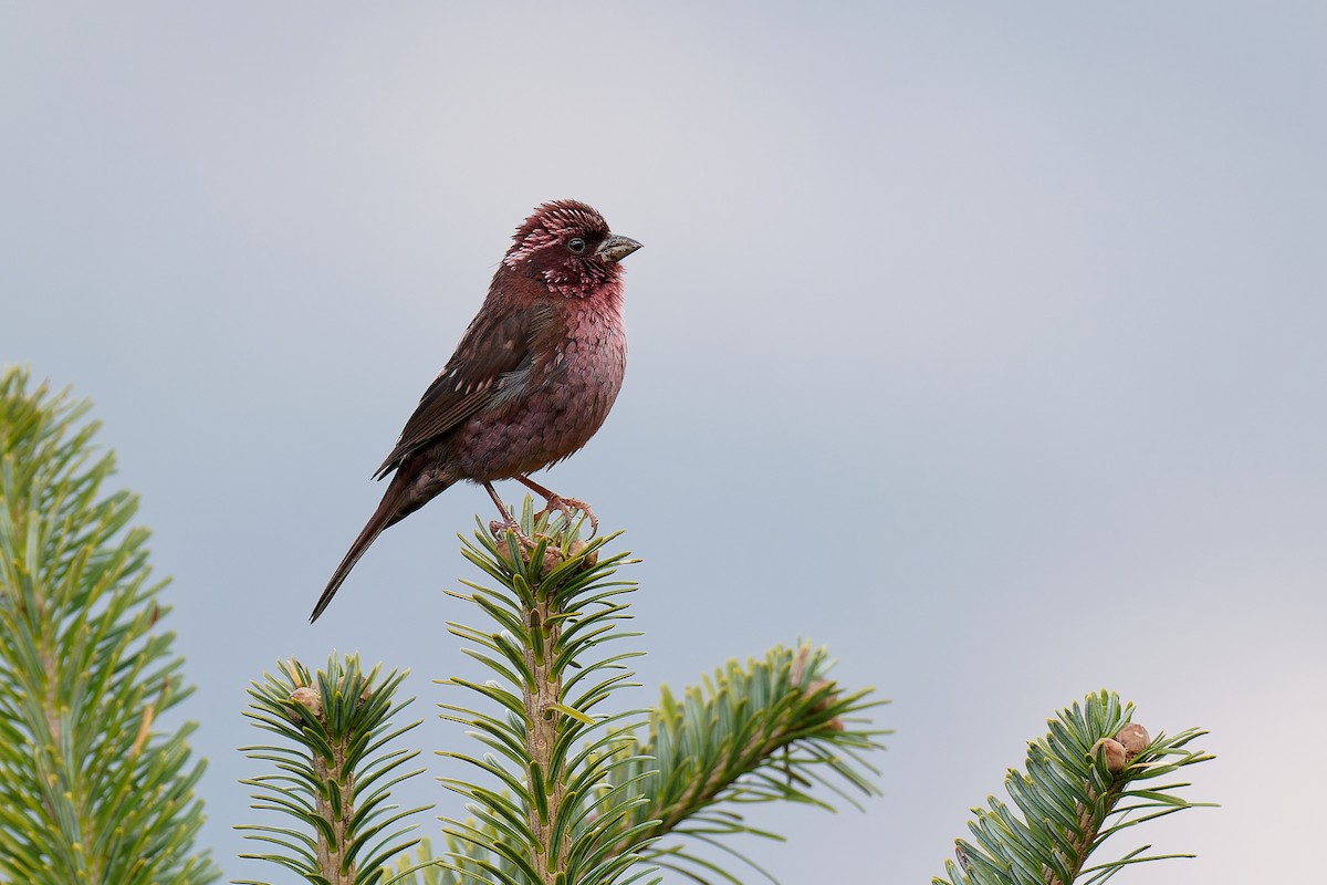 Spot-winged Rosefinch - Vincent Wang