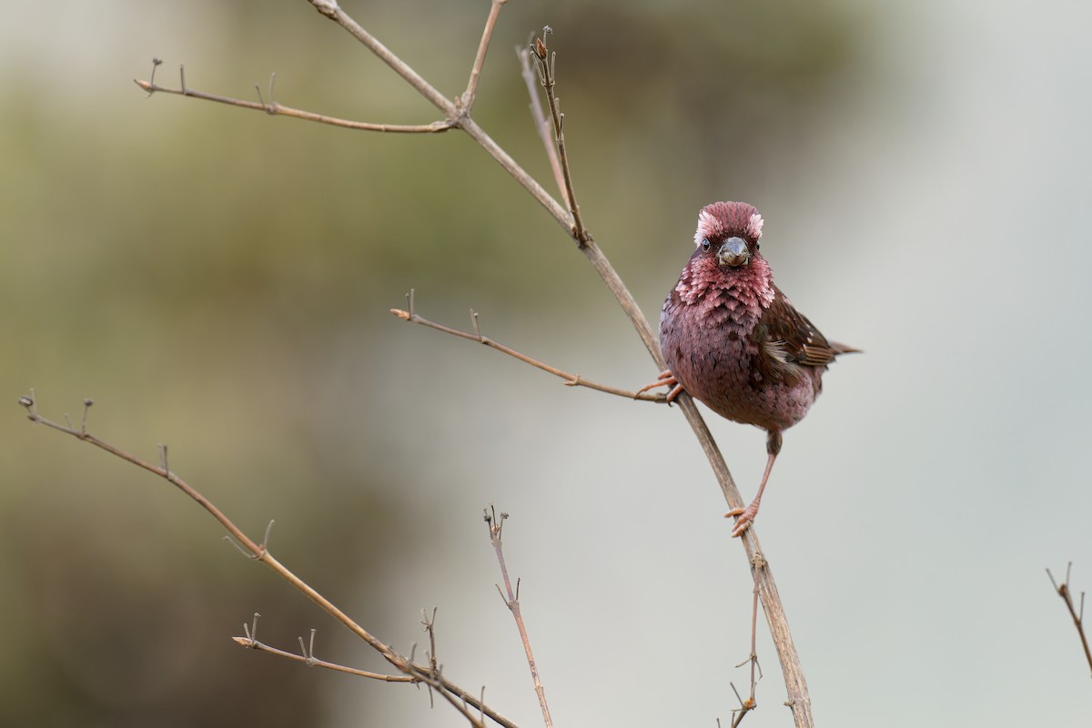 Spot-winged Rosefinch - Vincent Wang