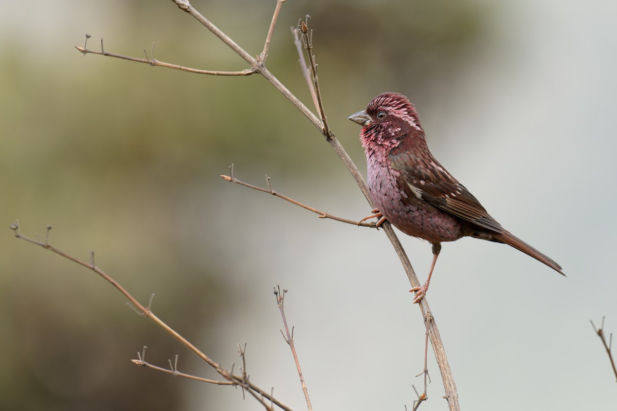 Spot-winged Rosefinch - Vincent Wang