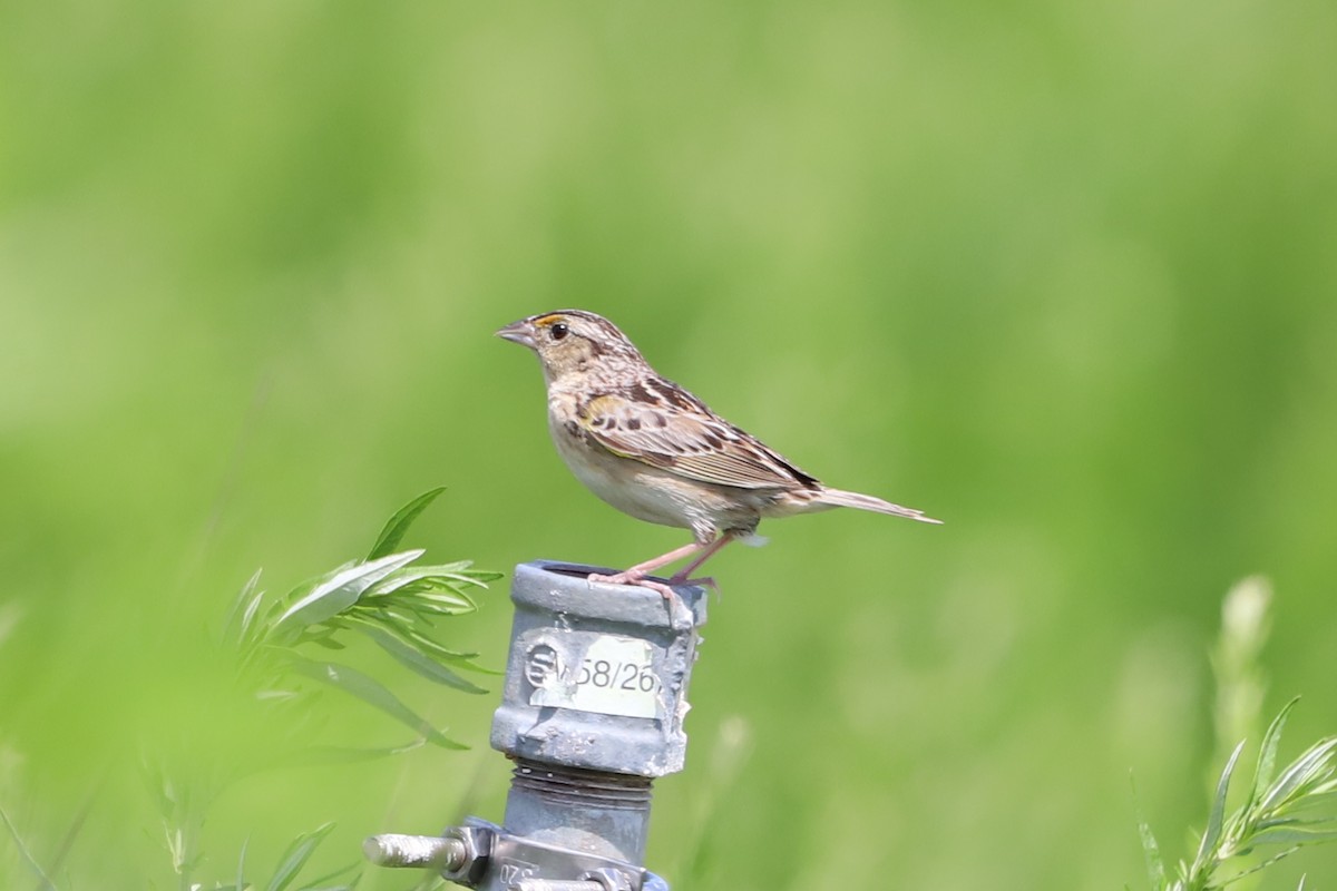 Grasshopper Sparrow - ML357897011