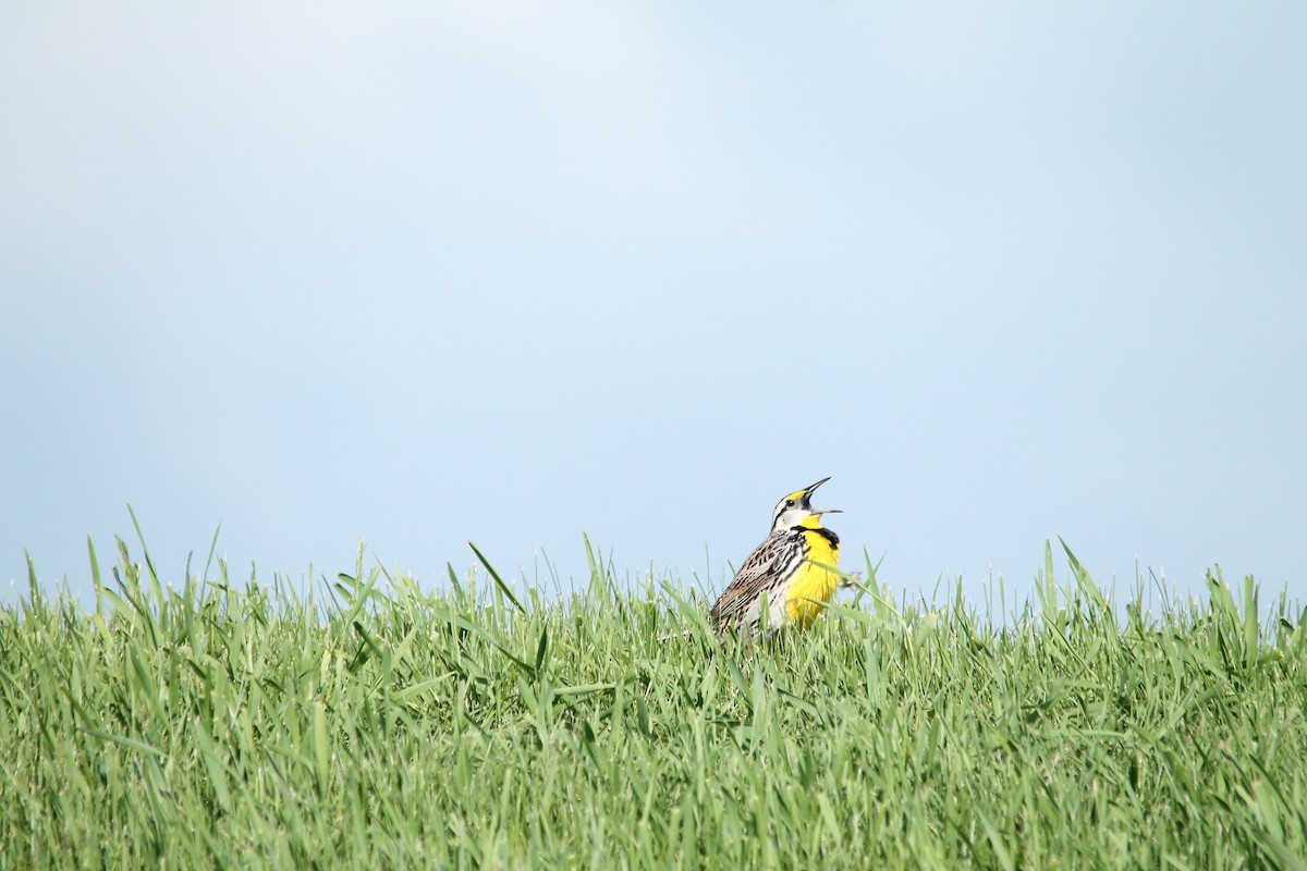 Eastern Meadowlark - ML35789791