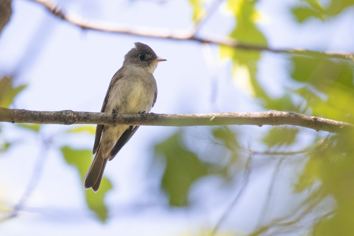 Eastern Wood-Pewee - ML357898571
