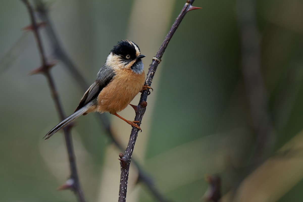 Black-browed Tit (Rufous-fronted) - ML357898761