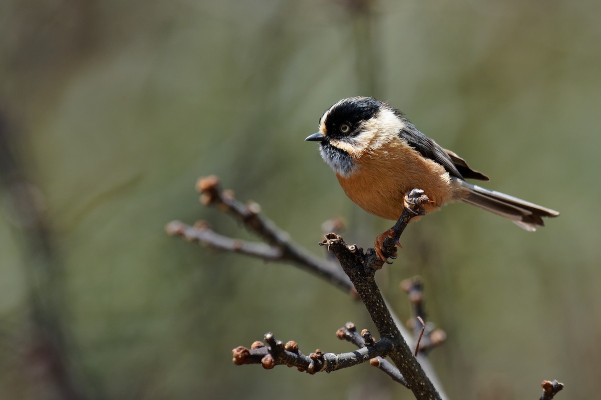 Black-browed Tit (Rufous-fronted) - ML357898781