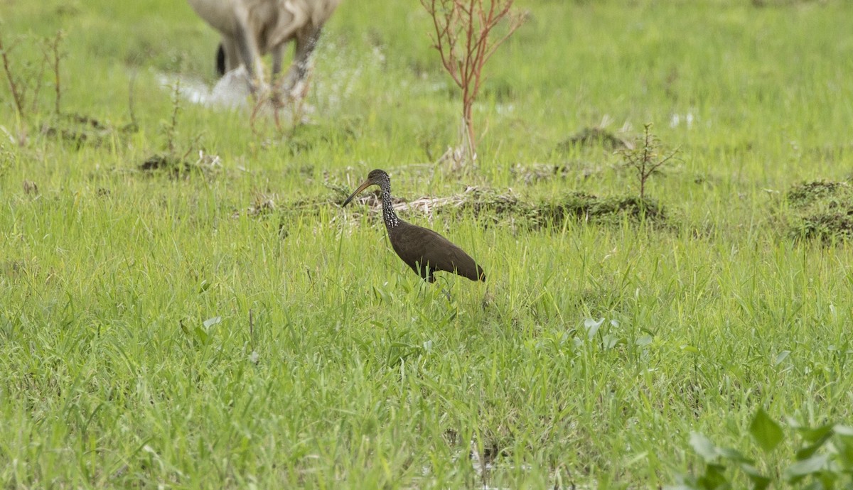 Limpkin - ML357900851