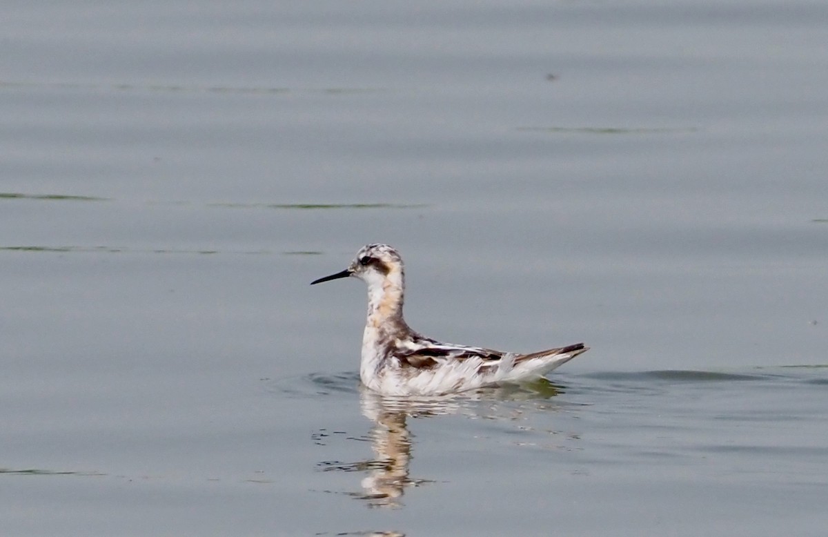 Red-necked Phalarope - John Anderson