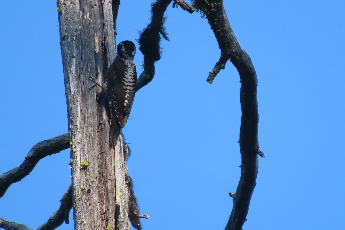 American Three-toed Woodpecker - ML357904481