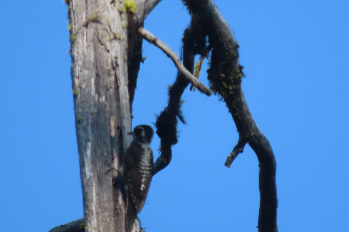 American Three-toed Woodpecker - ML357904491