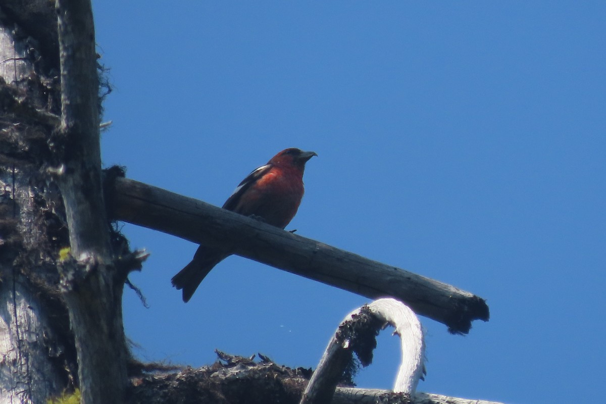 White-winged Crossbill - ML357905161