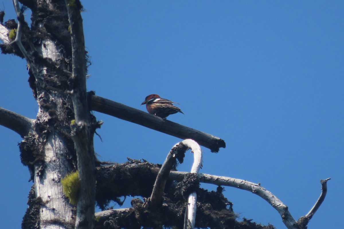 White-winged Crossbill - ML357905171