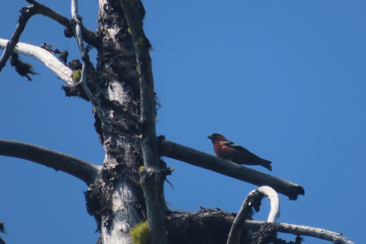 White-winged Crossbill - ML357905181